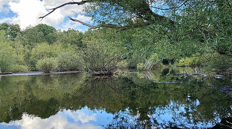Ausstellung: Verlorene Schönheiten. Ausgestorbene Pflanzenarten im Eppendorfer Moor