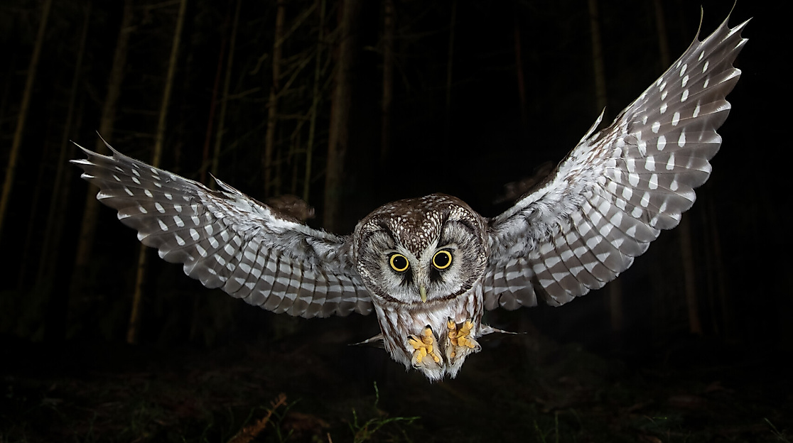 Die Nacht erwacht