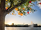 Bunte Lampions im Baum mit Blick auf Alsterfontäne in Hamburg