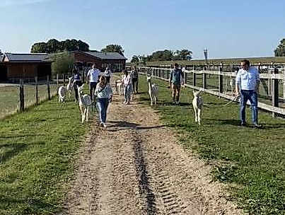 Alpakawanderung der AlpaSuri GbR