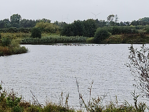 Vogelbeobachtung an der Elbe