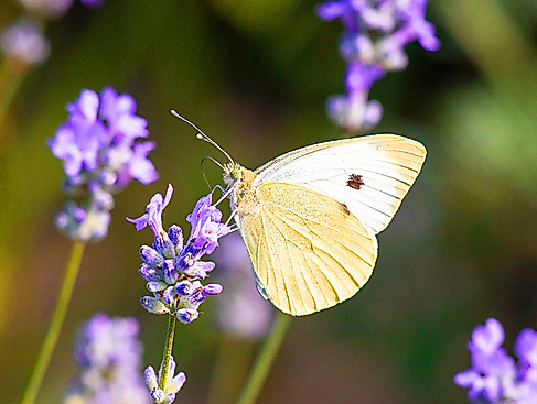 Schmetterlinge entdecken – Spaziergang mit Biologin Sara Groß