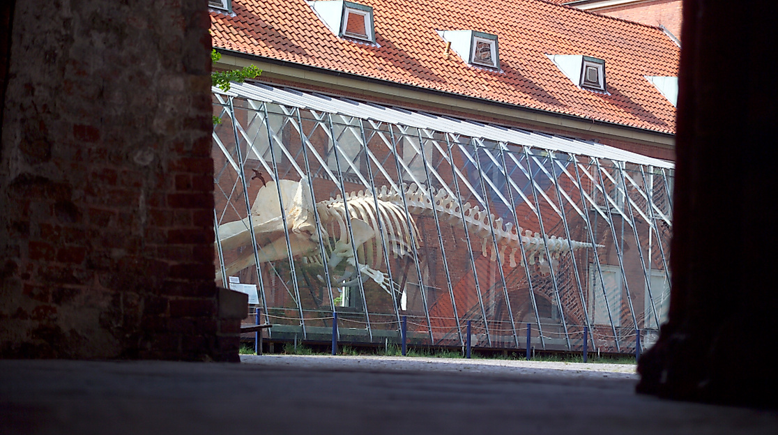 Museum für Natur und Umwelt Pottwal