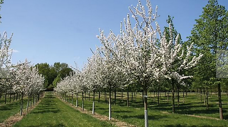 Garten-von-Ehren_Baumschulsafari_Obstbäume