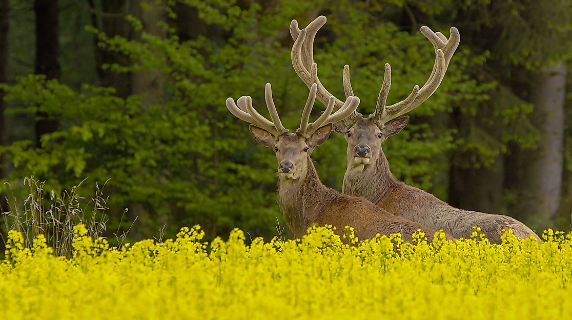 Deutschlands wilder Norden