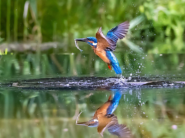 Billetal-Eisvogel-c-AdobeStock-Edwin-Butter-451214692