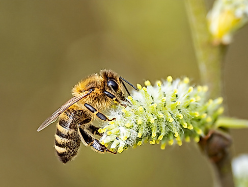Honigbiene-auf-Weide