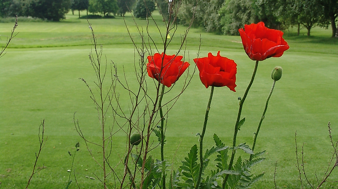 golfclub-lutzhorn_c-golfclub-lutzhorn-ev-1