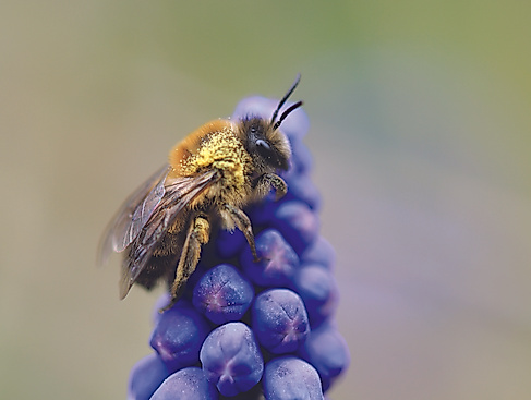 Wildbienenspaziergang