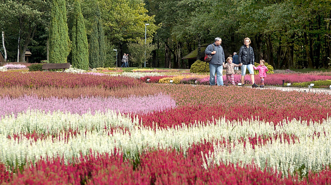 Lüneburg ist die Hauptstadt der Lüneburger Heide