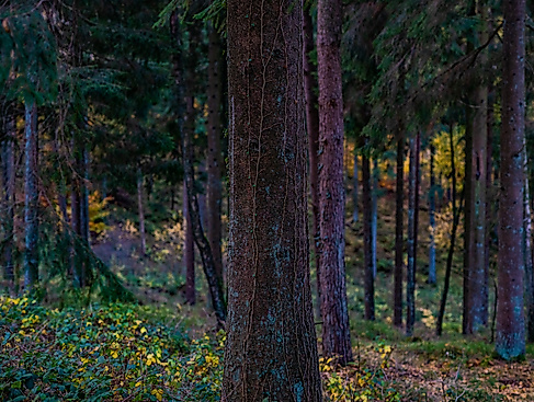 Herbstspaziergang im Tönsheider Wald