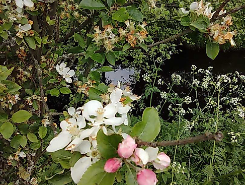 Blumen
