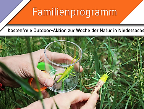 Summen, Brummen, Staunen – Insektenvielfalt rund ums Museum Lüneburg