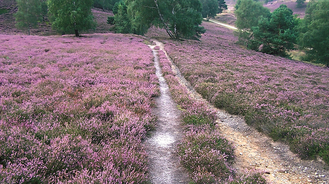 Fischbeker Heide