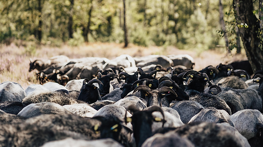 Kleine Schnucken Auszeit