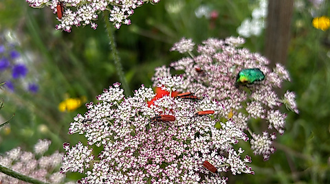 Naturgartenplanung