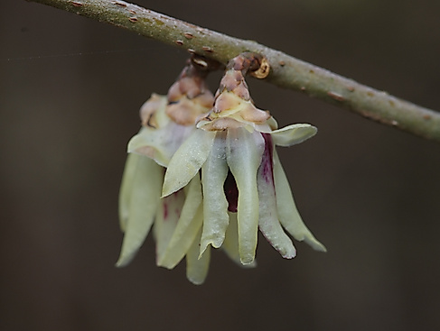 Chinesische Winterblüte