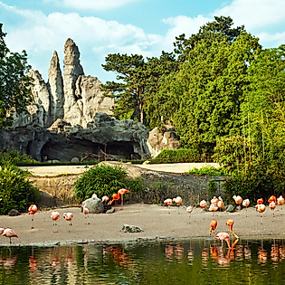 Flamingos im Afrika-Panorama von Hagenbecks Tierpark in Hamburg mit Felsen und tropischer Vegetation