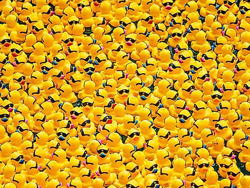 24. Stader Entenrennen