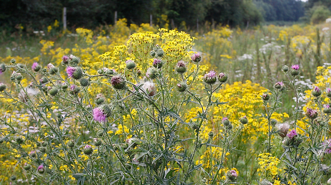 Naturpark-Tour: Wissenwertes über Pflanzen im Spätsommer