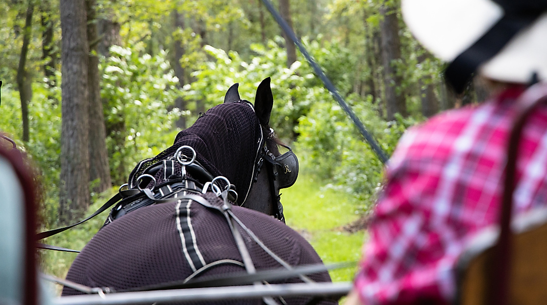 Fahrt mit der Wagonette durch die Südheide