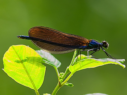 Blauflügel Prachtlibelle