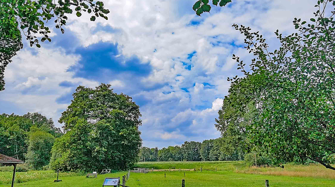 Rieselwiese_web