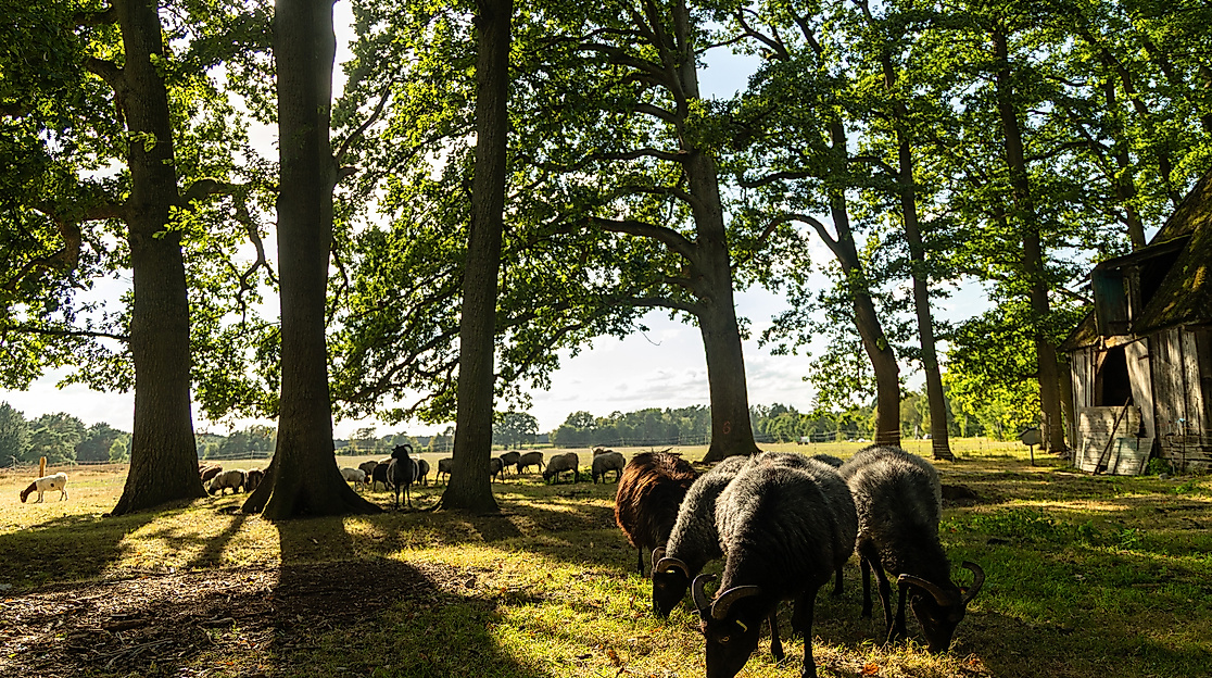 Hermannsburg_Misselhorner_Heide_Heidschnucken_Schaefer_Eintrieb_ccbysa_tl_20250821-66_web