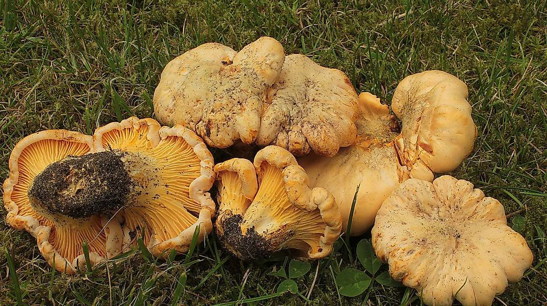 cantharellus-cibarius_pfifferling_albers_geschaerft_1