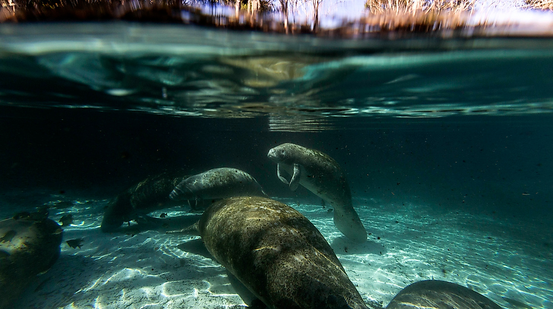 031_Crystal River_Joerg_Modrow_7425