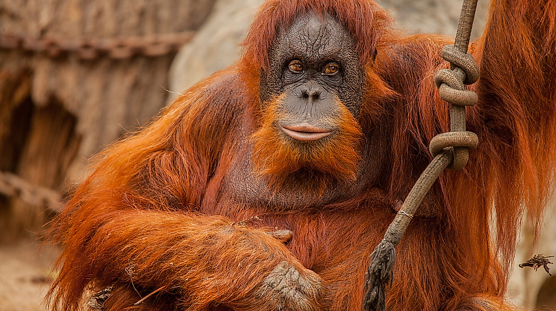 Tierpark Hagenbeck
