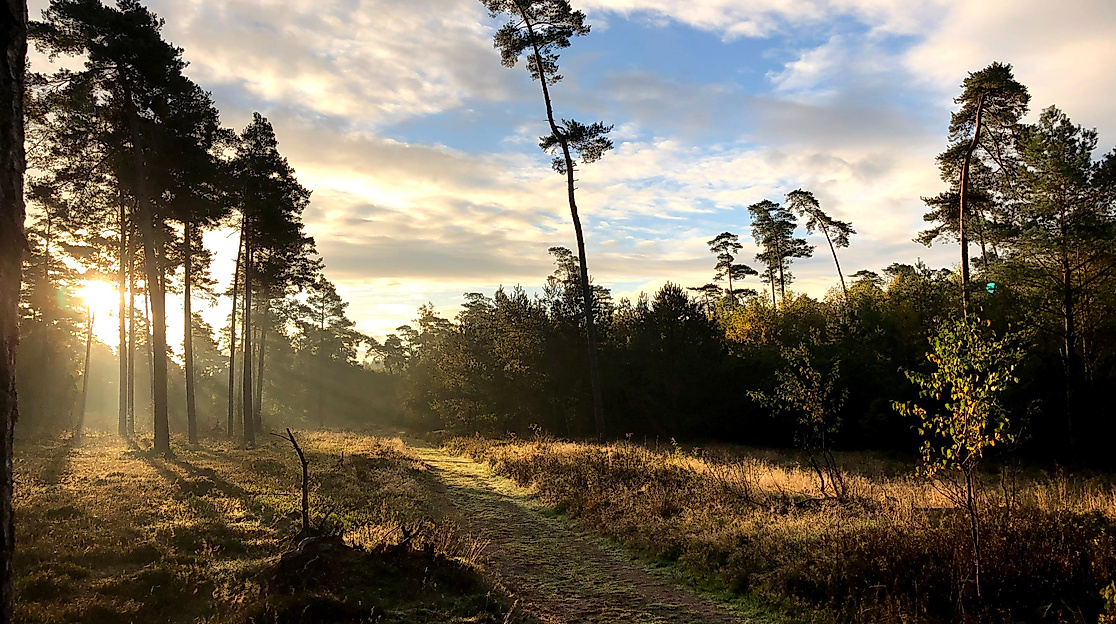 Wir pflanzen neuen Wald