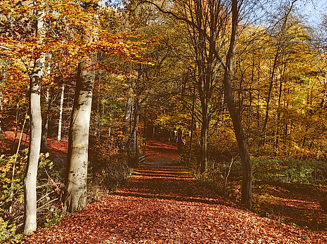 Herbst-imSachsenwald_C-Clarini_AdobeStock_389447218