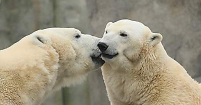 Eismeer im Tierpark Hagenbeck