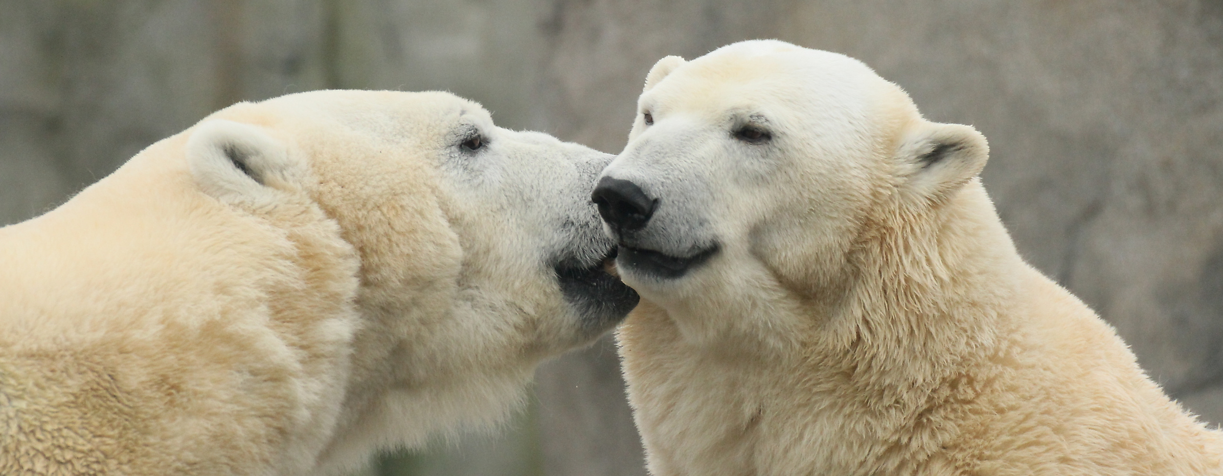Eismeer im Tierpark Hagenbeck