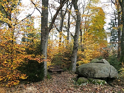 Hohensteinsforst