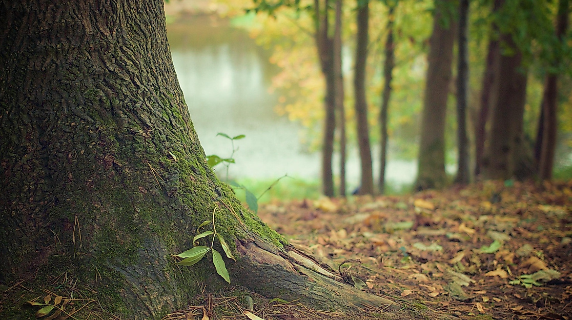 tree-569275_1920