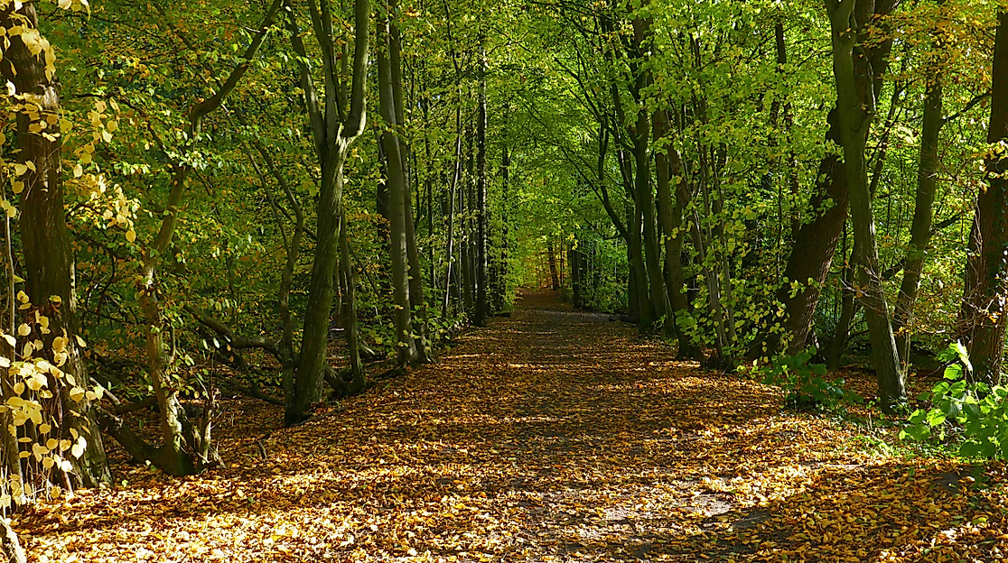 wohldorfer-wald-c-elke-hoetzel-adobestock