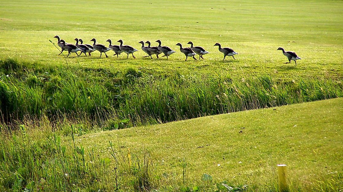 golfclub-buesum-dithmarschen_c-golfclub-buesum-dithmarschen-ev-3