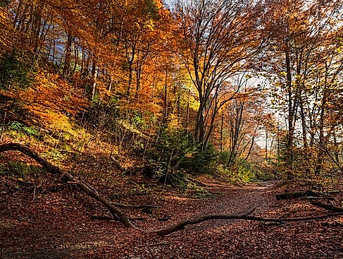 Herbstwanderung zur Esterholzer Schleuse