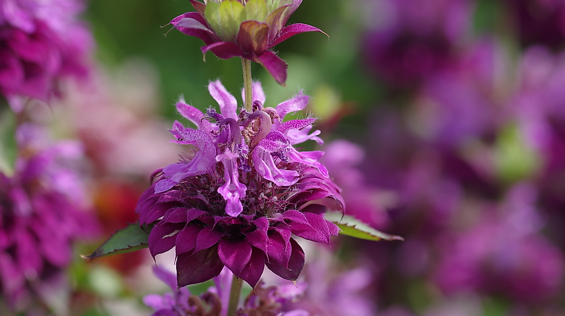 Indianernessel (Monarda 'Bergamo') IGA Berlin 2017