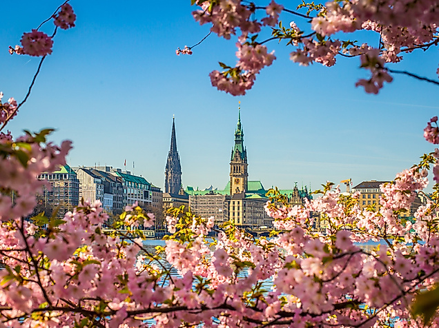 Blick auf das Hamburger Rathaus über die Alster mit rosa Blüten im Vordergrund