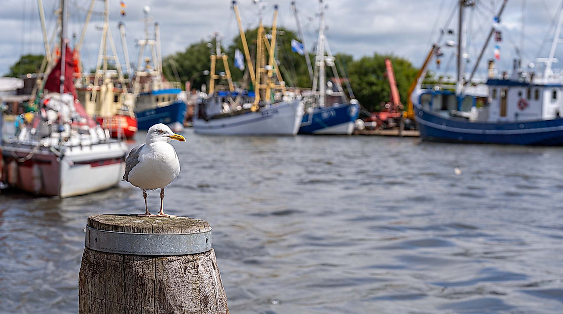 119. Büsumer Kutterregatta