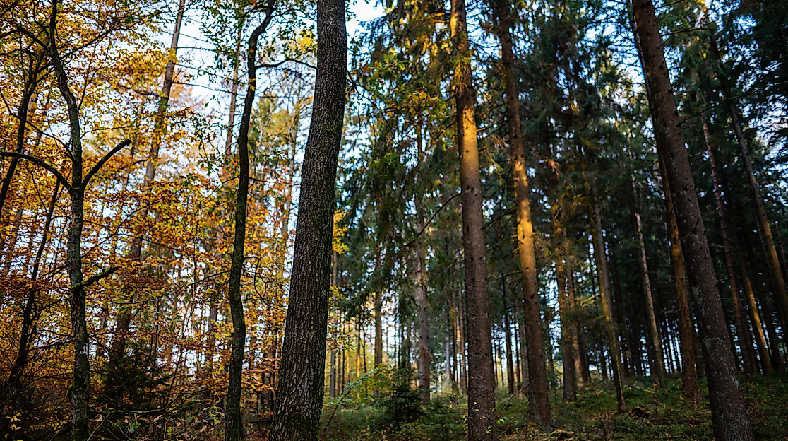 Waldumbau Schrobach-Wälder Bünzau