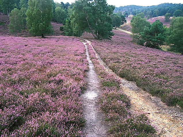 Fischbeker Heide