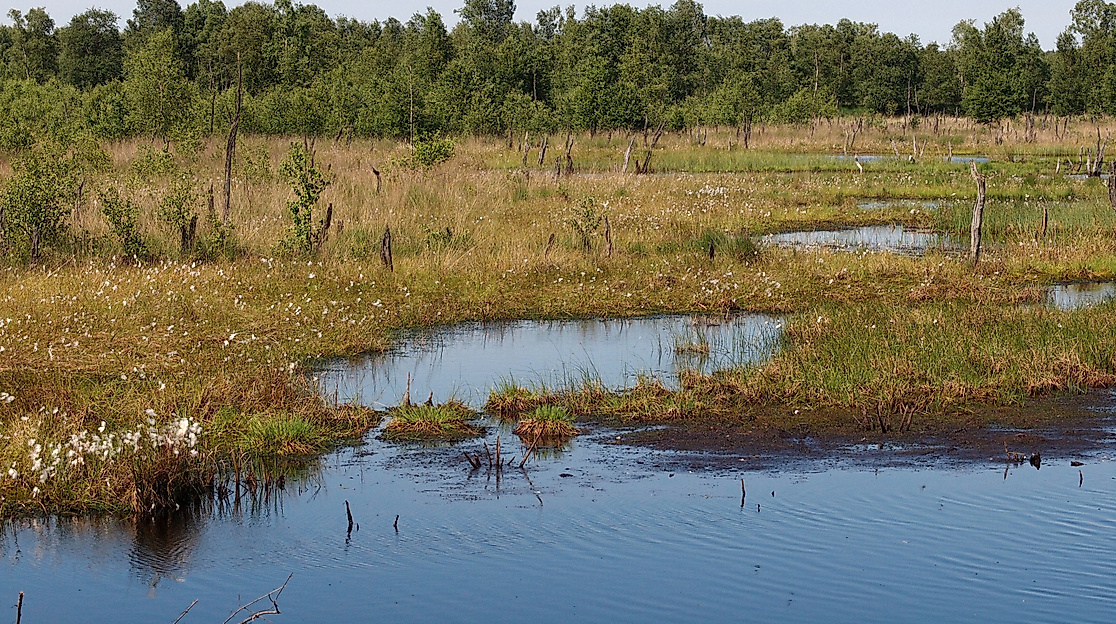 Wittmoor