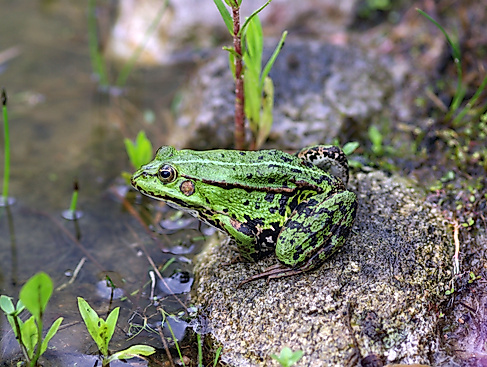 Gartenöffnung Naturgarten Radtke