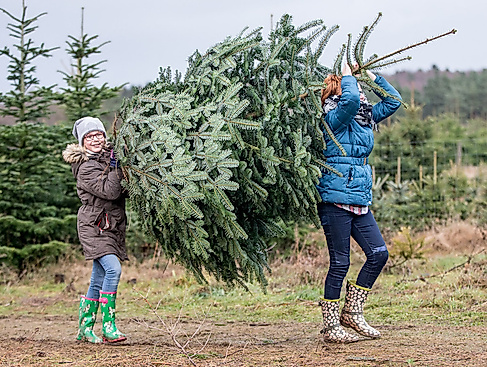 HaspaJoker Tannenbaumschlagen 2025 - im Wildpark Lüneburger Heide