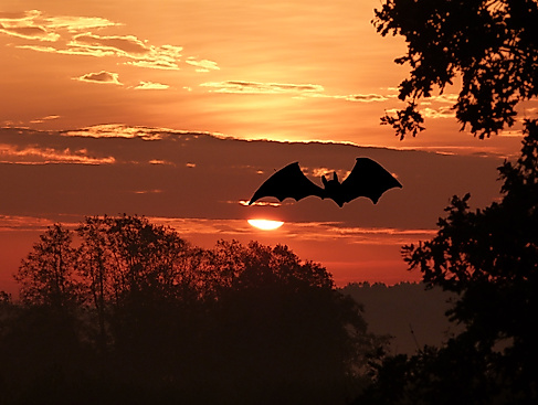 sonnenaufgang-mit-fledermaus