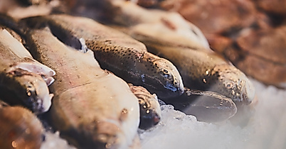 Fischmarkt Hamburg